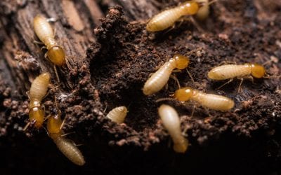 5 Tips to Prevent Termites at Home