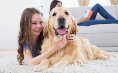 9 Cleaning Tips for Pet Owners